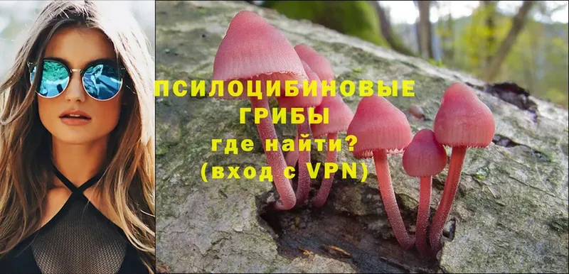 продажа наркотиков  Судогда  Галлюциногенные грибы MAGIC MUSHROOMS 